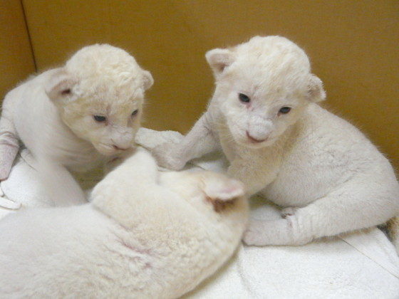ホワイトライオン 画像 は 白いライオンは日本の動物園でも見られる 動物
